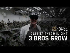 Optimizing Cannabis Cultivation: Advanced Insights and Growing Tips