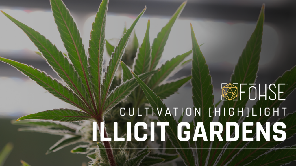 How Fohse Is Perfecting The Grow Process | Illicit Gardens Cultivation [HIGH]LIGHT