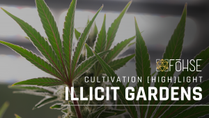 Optimizing Cannabis Cultivation: Advanced Insights and Growing Tips