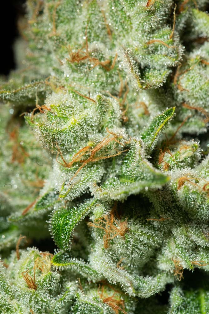 The Fohse A3i’s Power Over HPS | “The Nug Size Was Unbelievable”