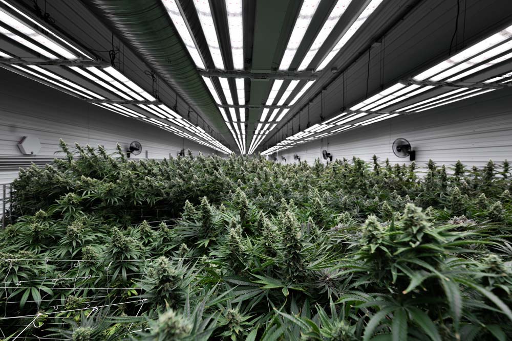 How Fohse Is Perfecting The LED Grow Light Process