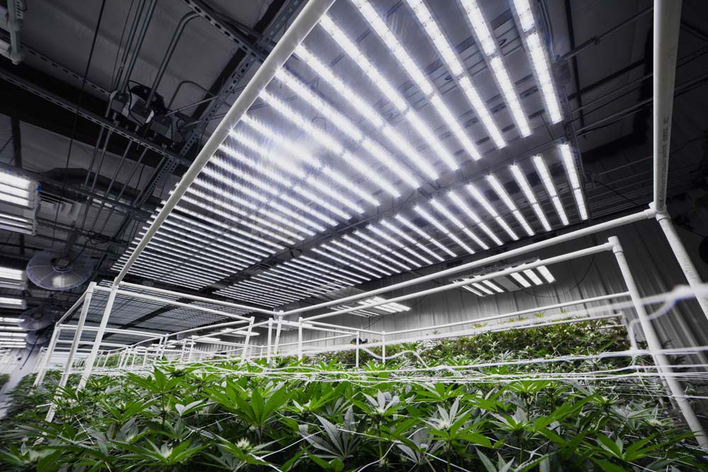 There Is a Third Way to Light Your Crop That’s More Efficient and Less Expensive