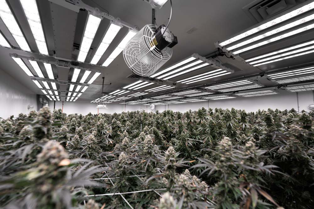 159 Grams per Sq. Ft.?! Setting Harvest Records with High Intensity Fohse LED