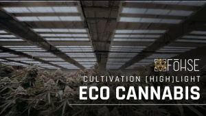 Optimizing Cannabis Cultivation: Advanced Insights and Growing Tips