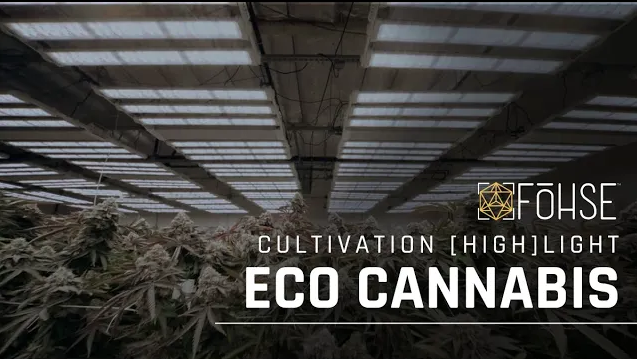 The Best Customer Service In The Industry | Eco Cannabis Cultivation [HIGH]LIGHT ?