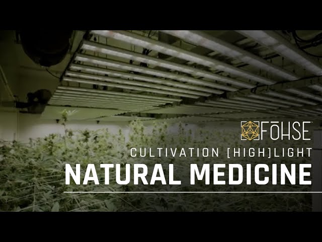 Achieving a Clean, No-till Grow | Natural Medicine Cultivation [HIGH]LIGHT