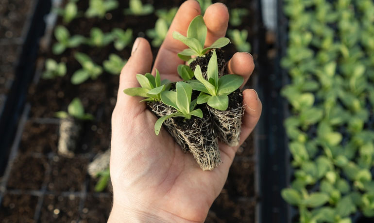 4 Things to Know About Plant Root Zone Management