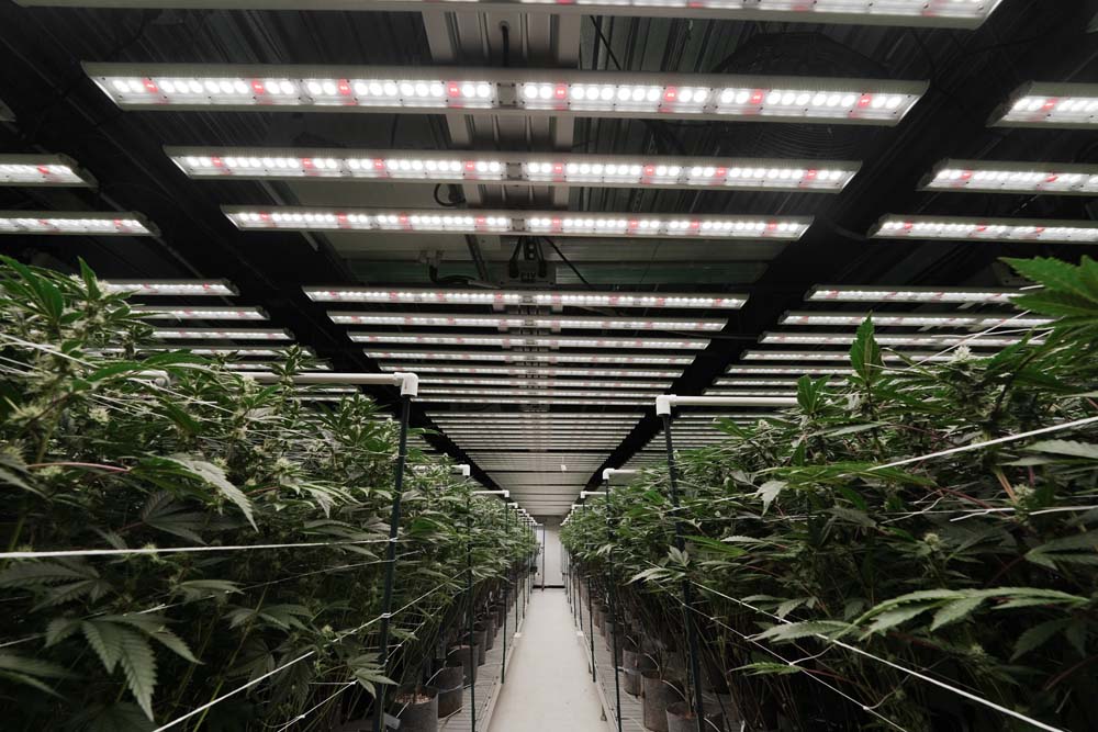 Remedy Cultivation using Fohse LED Grow Lights