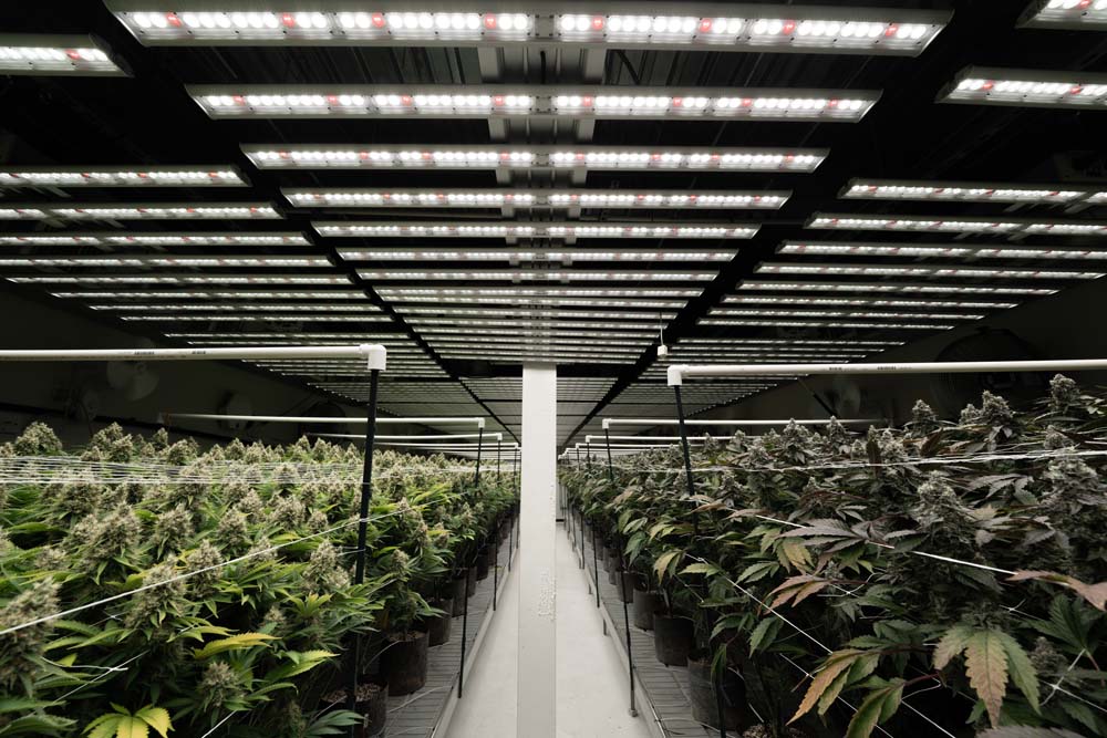 Remedy Cultivation using Fohse LED Grow Lights