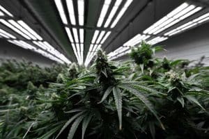 Make the Most of Your LEDs: 5 Tips for Cannabis LED Growing - RQS Blog