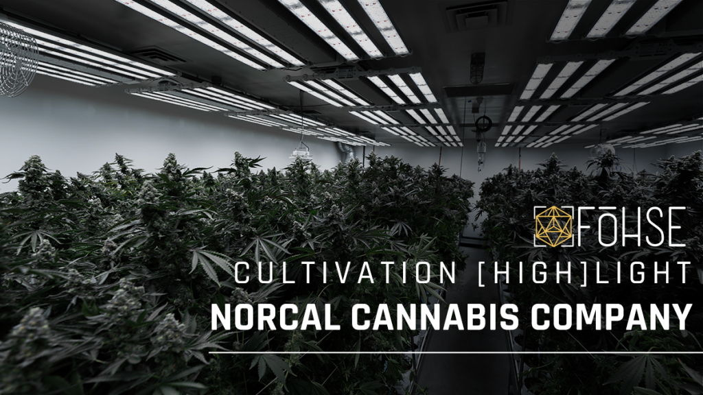 Creating an Efficient Cultivation Facility With Fohse LEDs | NorCal Cannabis [HIGH]LIGHT