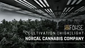 Optimizing Cannabis Cultivation: Advanced Insights and Growing Tips