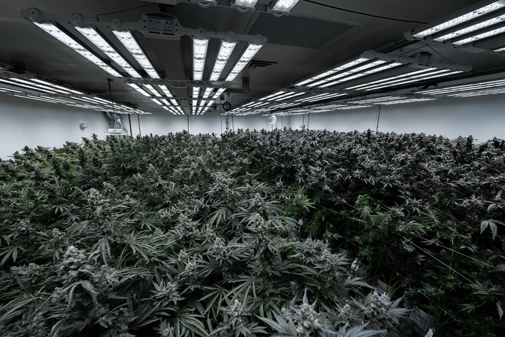 Cannabis Business Times | Growing Indoors: Episode 5
