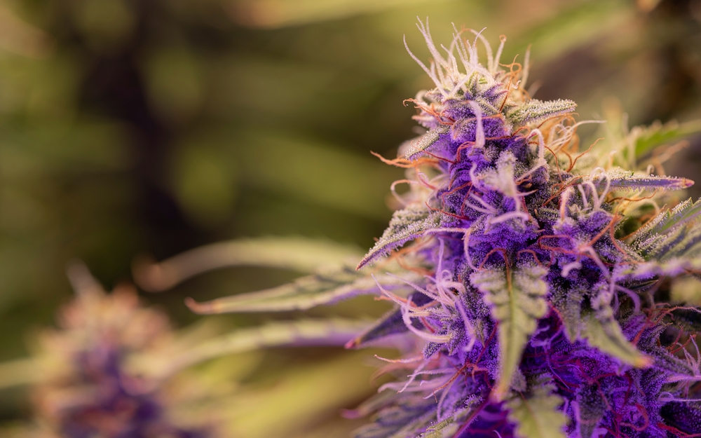 Cannabis Questions: What Is The Best Grow Light for Cannabis?