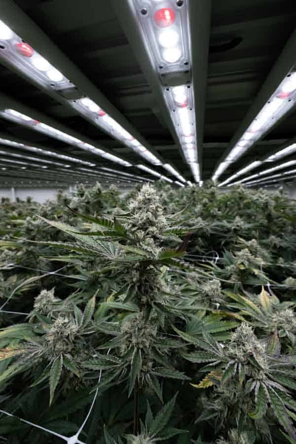 Claybourne – Big Buds with F1V Lights