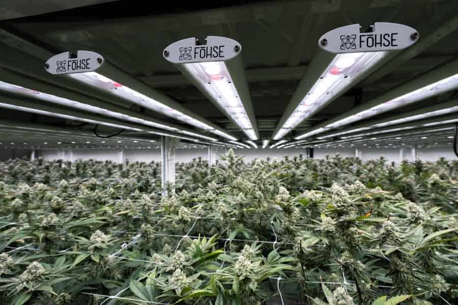 Claybourne – Big Buds with F1V Lights