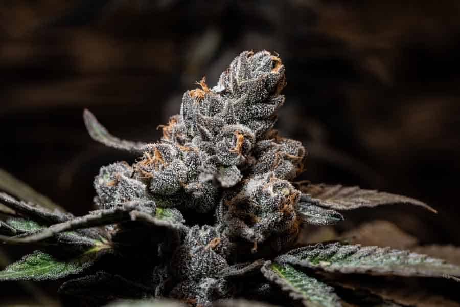 Claybourne – Big Buds with F1V Lights