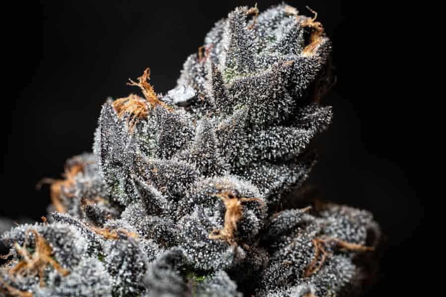 Claybourne – Big Buds with F1V Lights