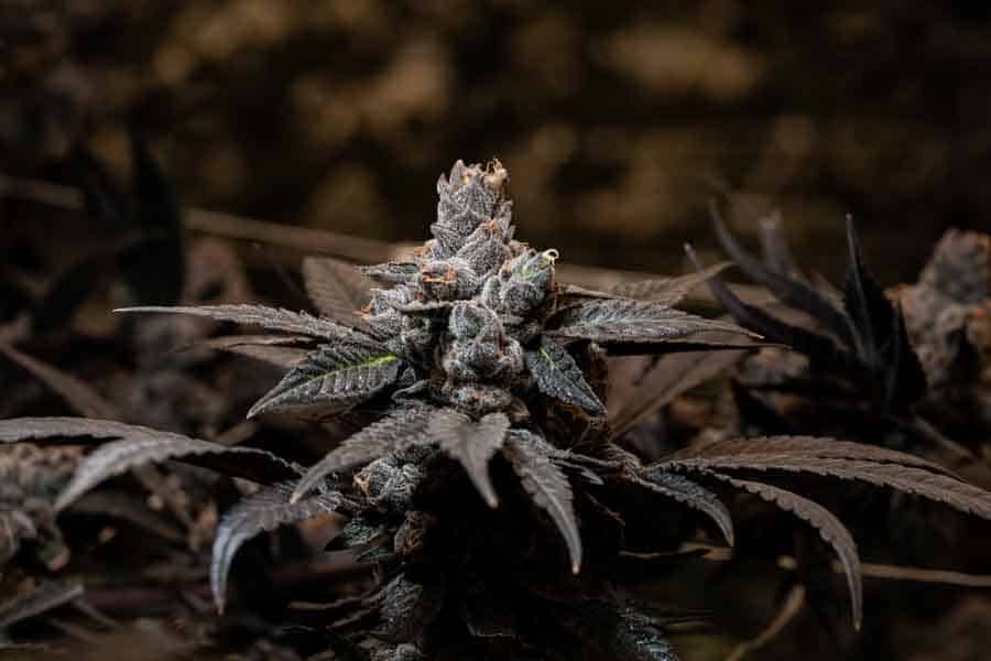 Claybourne – Big Buds with F1V Lights