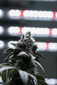 Best practices for growing cannabis under FOHSE LED fixtures