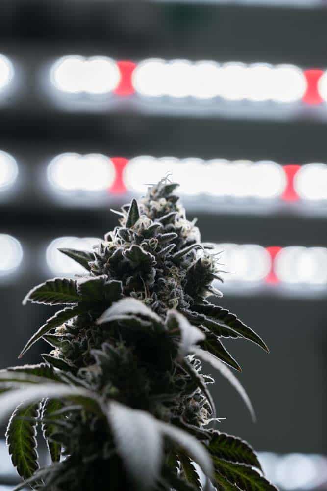 Best practices for growing cannabis under FOHSE LED fixtures