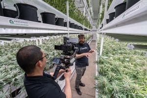 Optimizing Cannabis Cultivation: Advanced Insights and Growing Tips