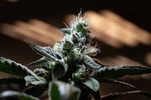 Optimizing Cannabis Cultivation: Advanced Insights and Growing Tips