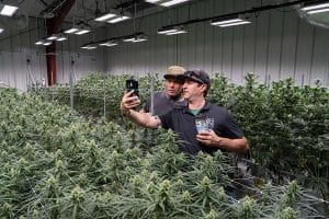 Optimizing Cannabis Cultivation: Advanced Insights and Growing Tips