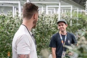 Optimizing Cannabis Cultivation: Advanced Insights and Growing Tips