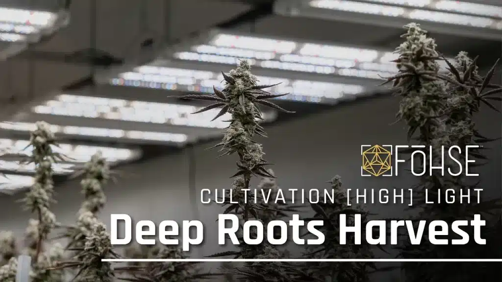 Optimizing Cannabis Cultivation with A3i and O6i: