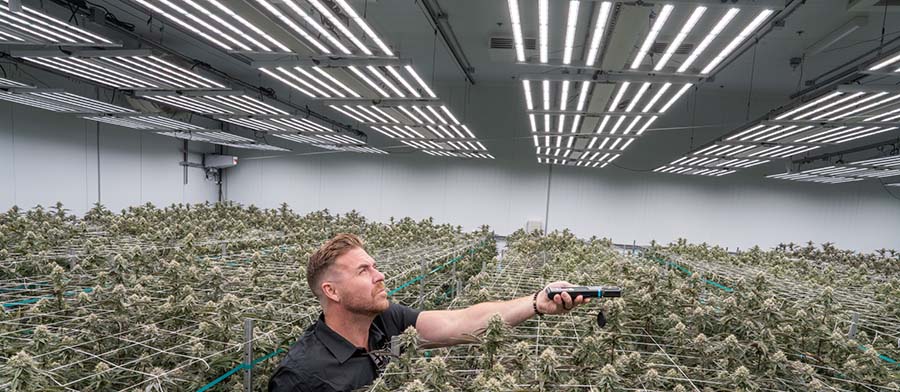 PAR, PPFD & DLI Explained: What Growers Need to Know